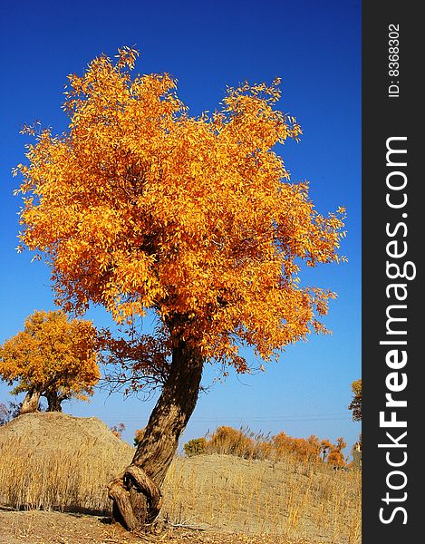 Golden populus (Populus diversifolia Schrenkin) in the desert of Singkiang,China. Golden populus (Populus diversifolia Schrenkin) in the desert of Singkiang,China