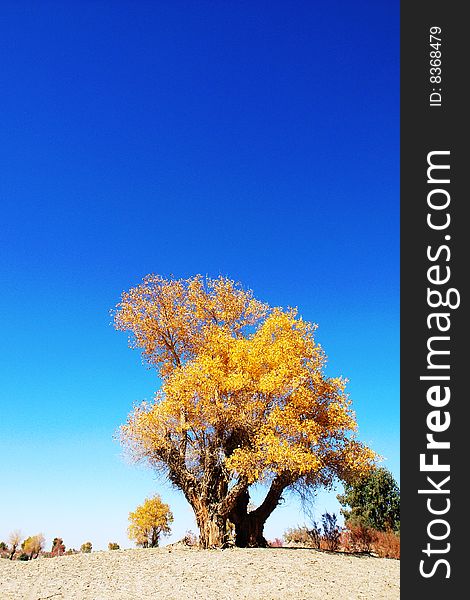 Golden populus (Populus diversifolia Schrenkin) in the desert of Singkiang,China. Golden populus (Populus diversifolia Schrenkin) in the desert of Singkiang,China