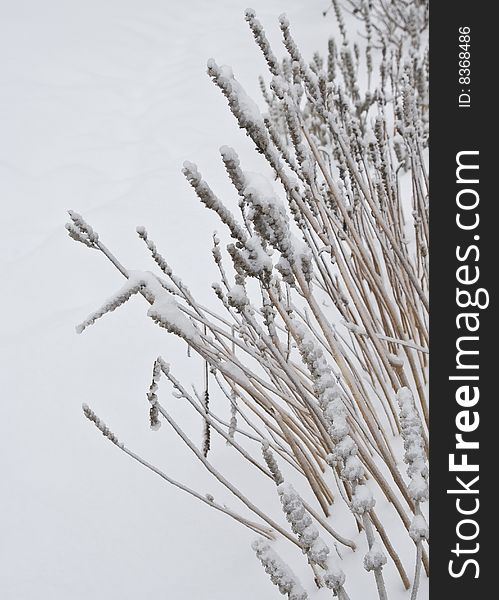 Reeds growing out of the snow. Reeds growing out of the snow