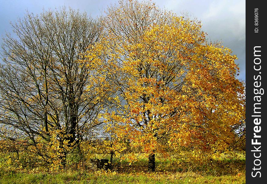 Leaves turning yellow in autumn. Leaves turning yellow in autumn.