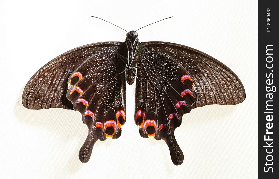 Butterfly isolated on a white background