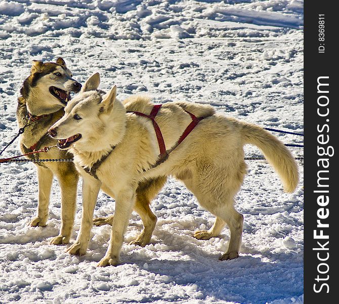 Husky Snow Dogs