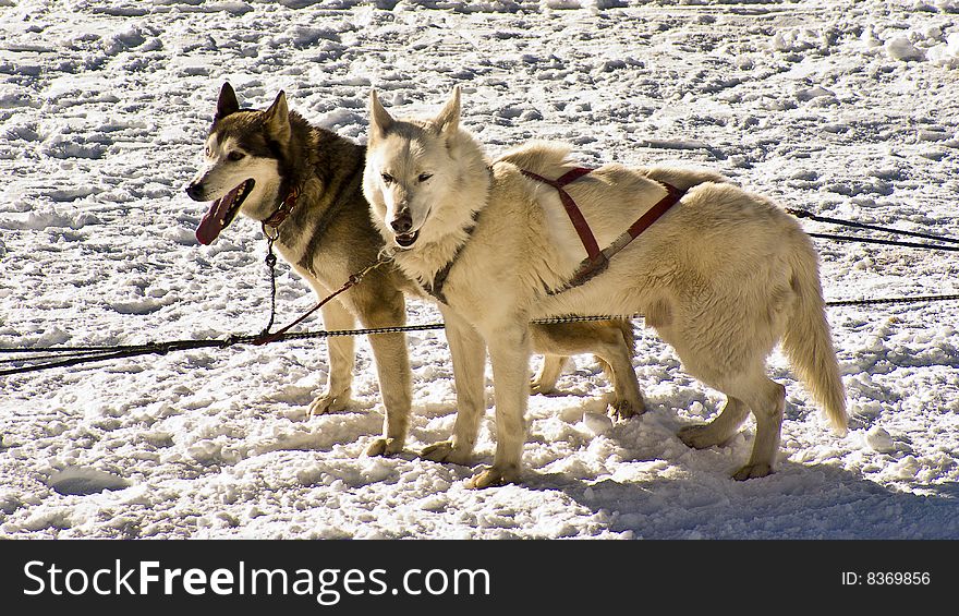 Husky Snow Dogs