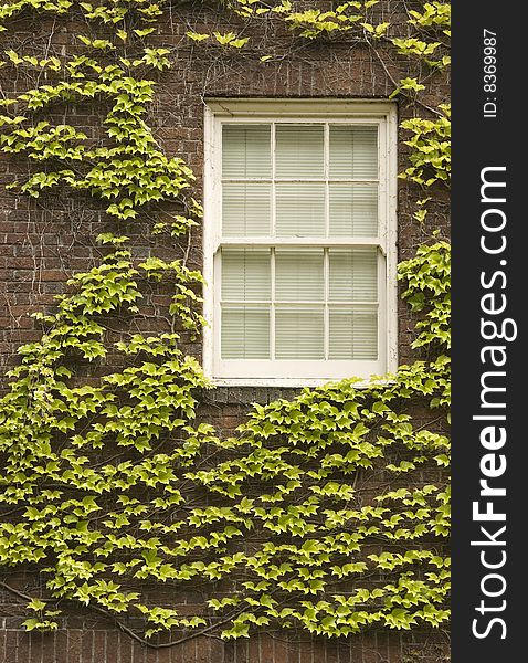 Climbing vine covering brick wall with window. Climbing vine covering brick wall with window.