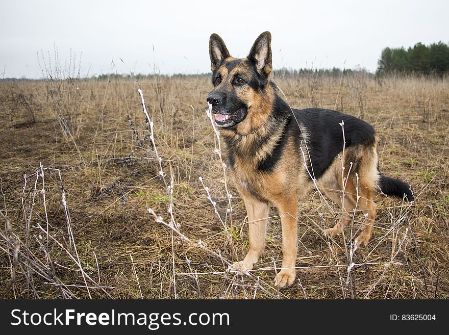 Dog german shepherd in a spring day