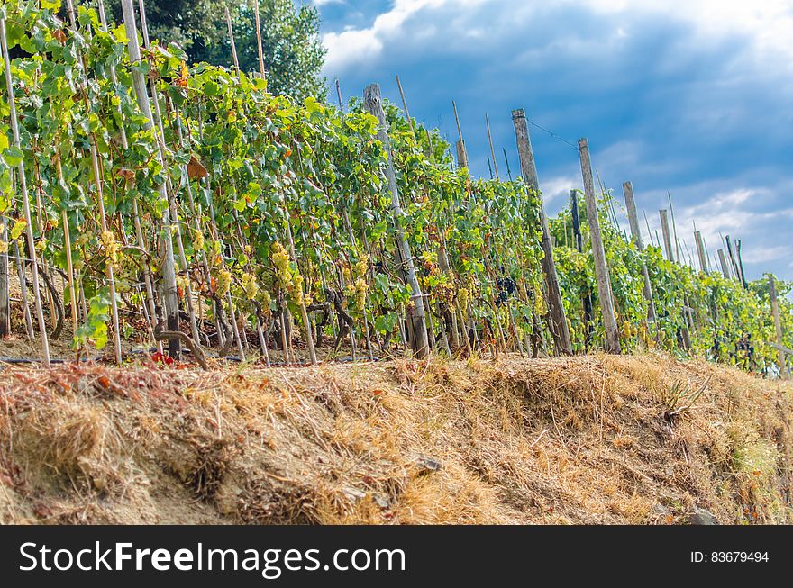 Vineyard in Italy