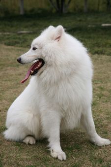 Samoyed Dog Sitting On Lawn Stock Images Samoyed Dog Sitting On Lawn Stock Images