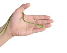 Snake Stock Photos Snake Stock Photos