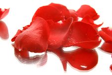 Red Rose Petals In Water Drops With Reflection Royalty Free Stock Photo Red Rose Petals In Water Drops With Reflection Royalty Free Stock Photo