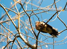 Dove In Bare Tree Royalty Free Stock Photos Dove In Bare Tree Royalty Free Stock Photos