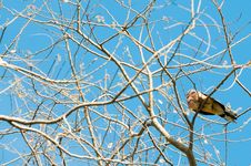 Bare Branches With Bird Stock Image