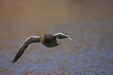 Mallard Female In Flight Royalty Free Stock Photos Mallard Female In Flight Royalty Free Stock Photos
