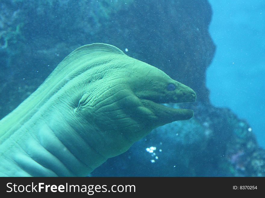 Ocean Moray Eel a tropical fish feedling