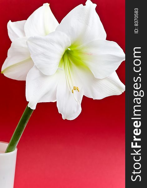 White Amaryllis- closeup shot on the red backgroun