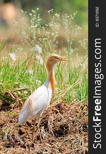 Cattle egret looking great in wild.