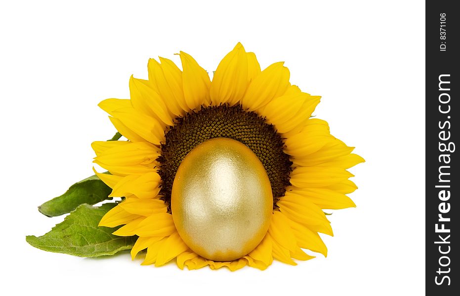 Lucky golden egg with sunflower isolated on white background with clipping path included. Lucky golden egg with sunflower isolated on white background with clipping path included.