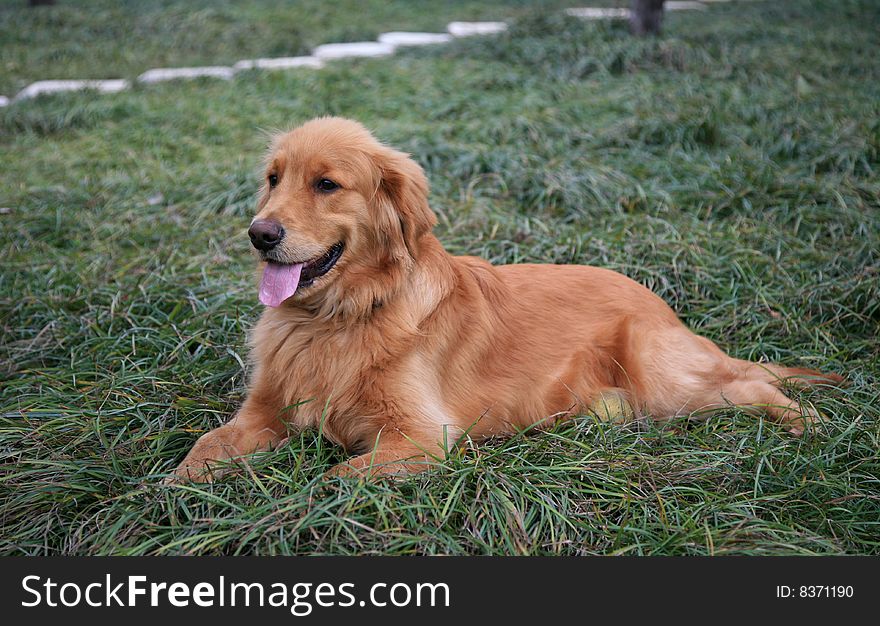 Golden Retriever Dog Lie Down on Lawn