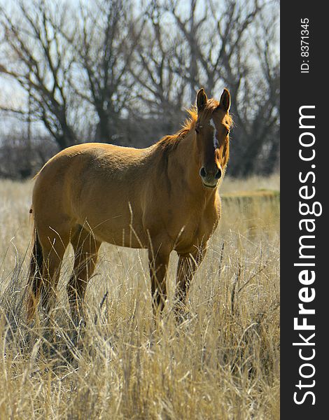 A golden horse looking at the camera is standing in a field of tall grass. A golden horse looking at the camera is standing in a field of tall grass