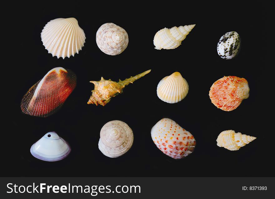 SeaShell Series 1