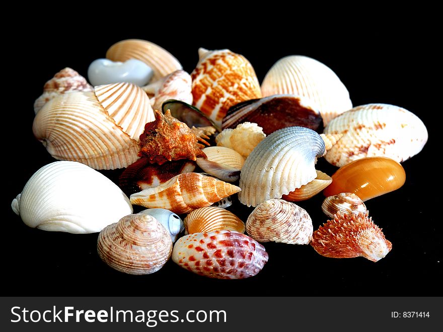 Various types of seashell with black background. Various types of seashell with black background