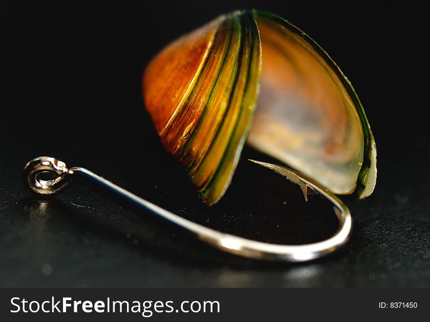 Clam Seashell with a fishing hook. Clam Seashell with a fishing hook