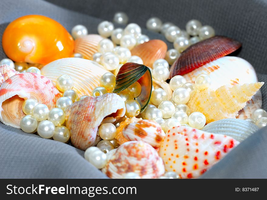 Various types of seashell with white pearls. Various types of seashell with white pearls