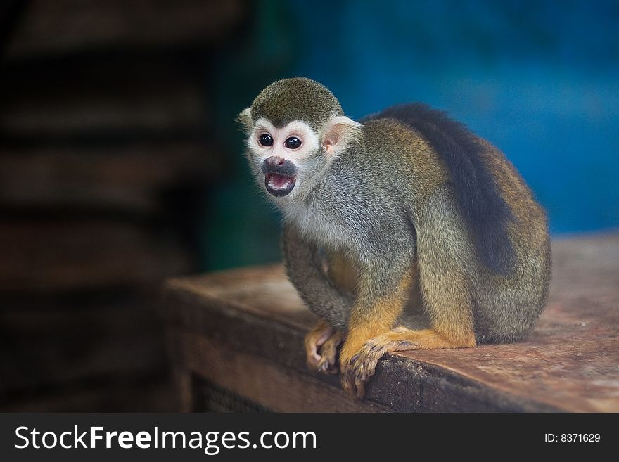 The curious little squirrel monkey.