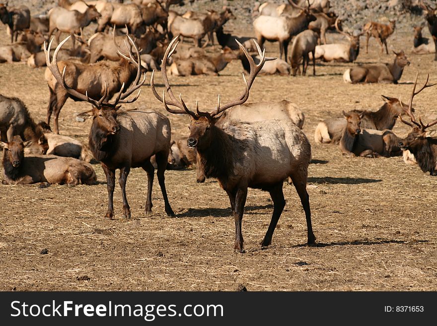 Herd of elk with two large bucks in front