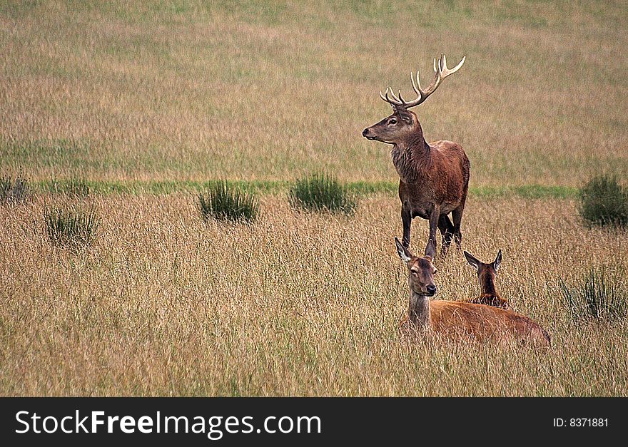 Family of Red Deer. The stag and doe keeping watch over their fawn.