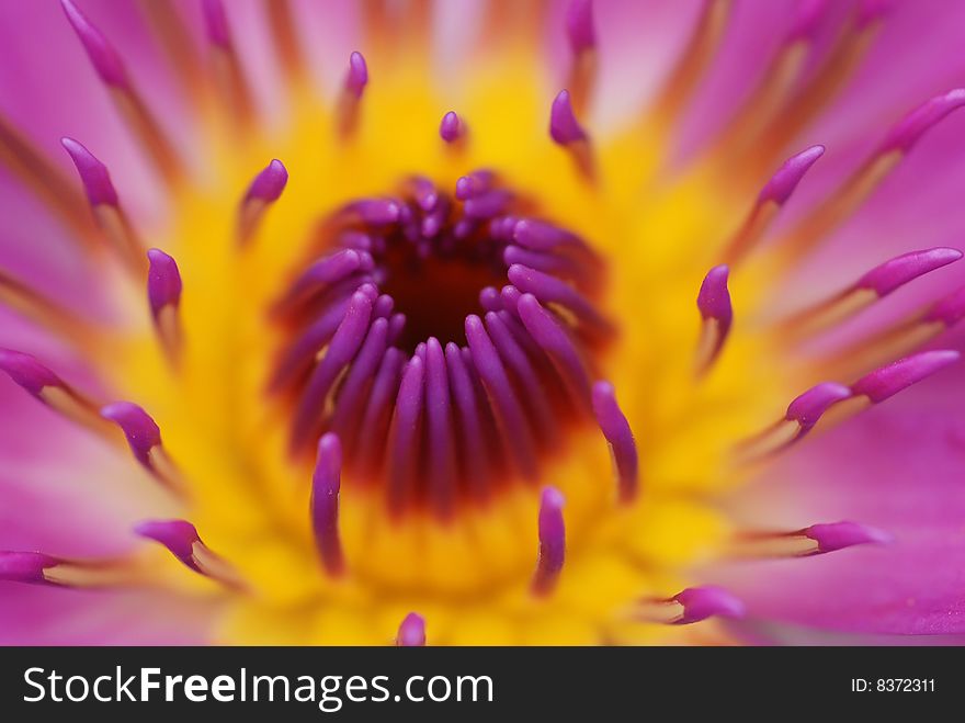 Closeup view of Beautiful water lily