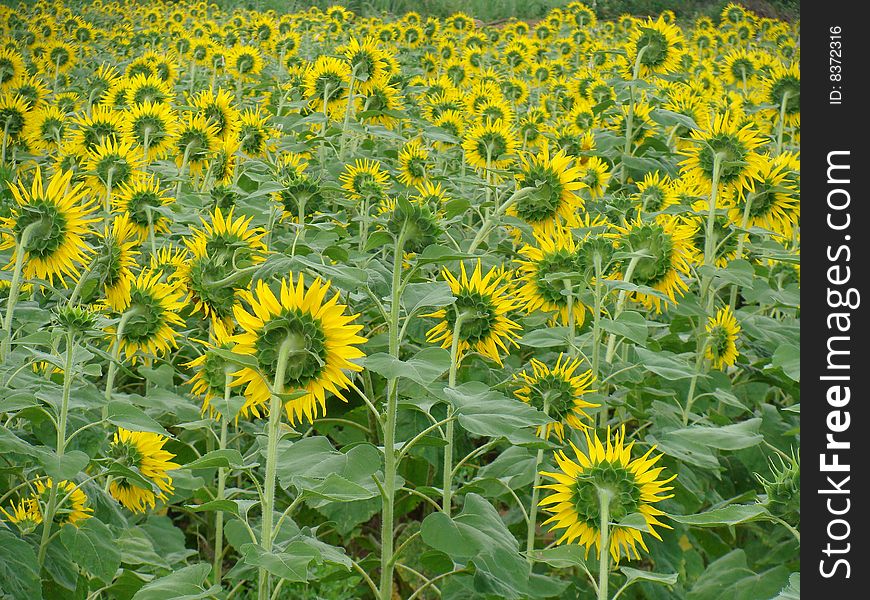 A background of a beautiful sunflowers field.