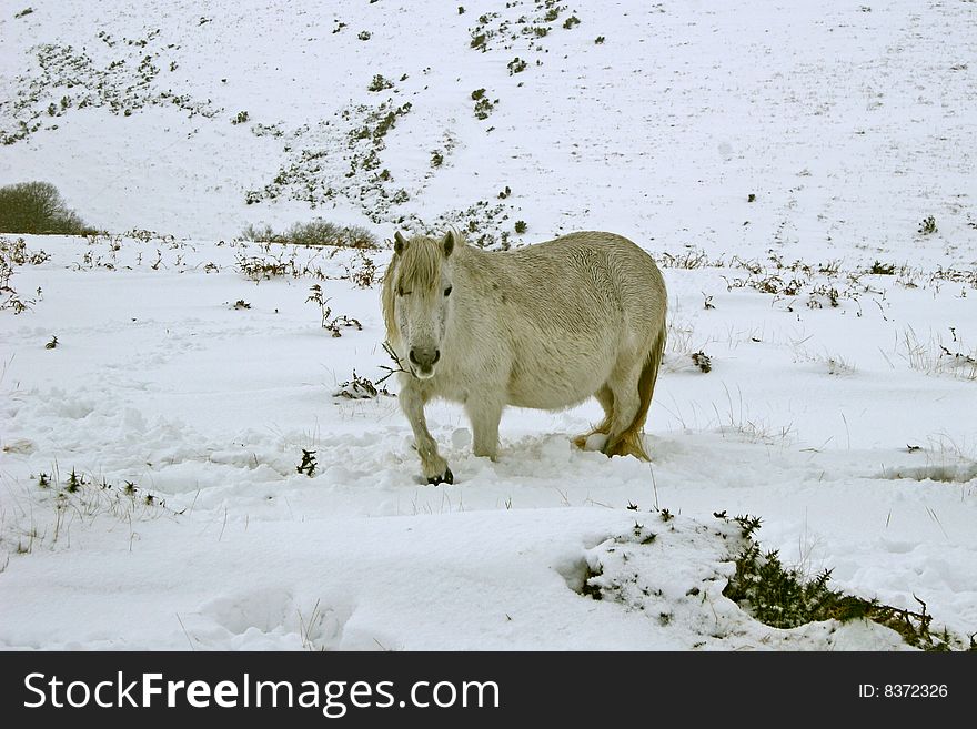 Dartmoor wild pony in the snow