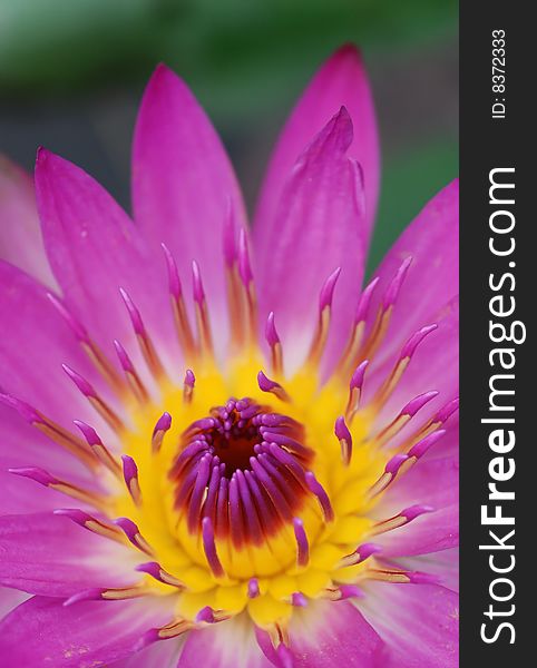 Closeup view of Beautiful water lily