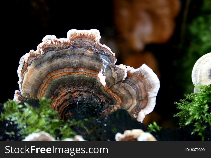 Bracket fugus growing on mossy tree stump. Bracket fugus growing on mossy tree stump