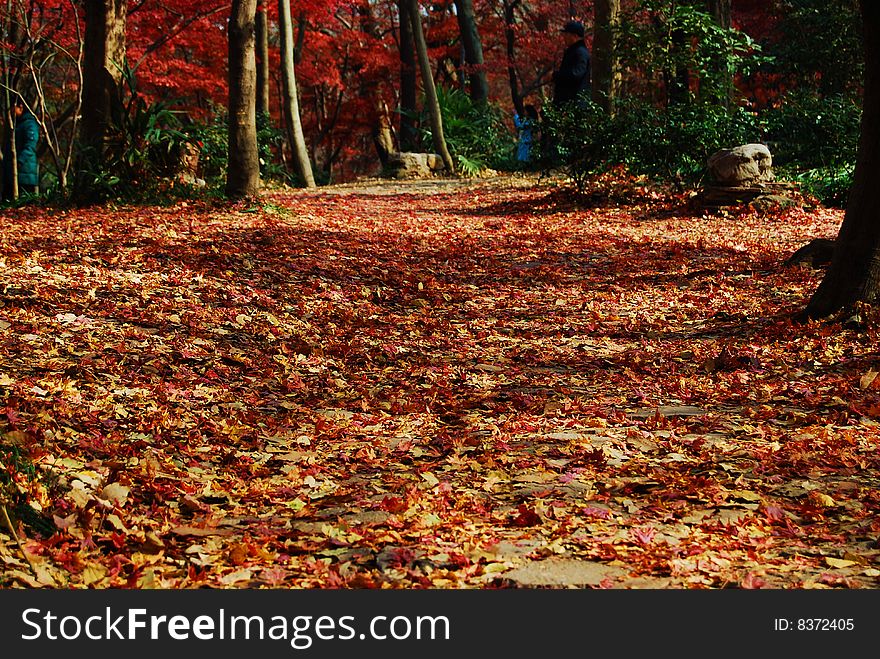 The ground is full of red sample leaves. The ground is full of red sample leaves