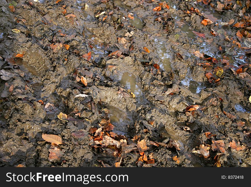 Footprints in the mud with fallen autumn leaves