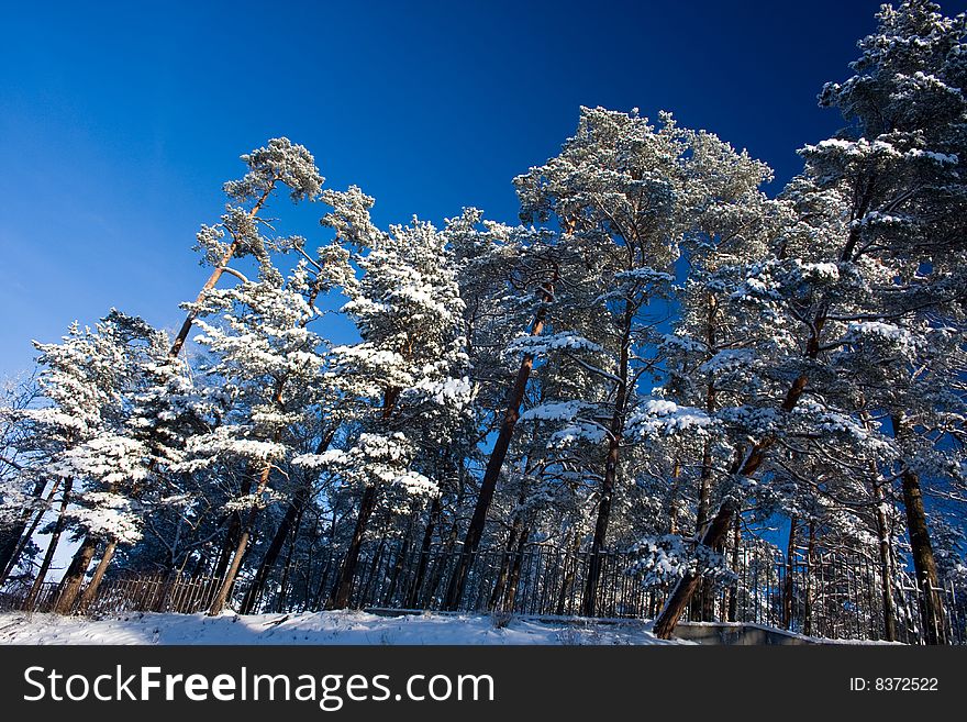 Snow pine forest in winter