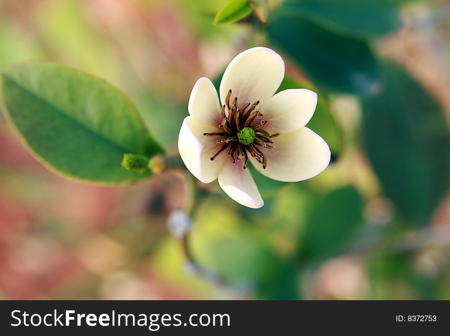 Flowers of Camellia in botanical garden, guangdong china