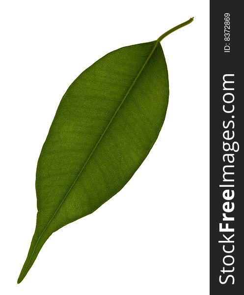 Green leaf isolated on a white