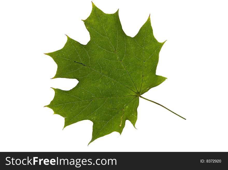 Green maple leaf  isolated on white