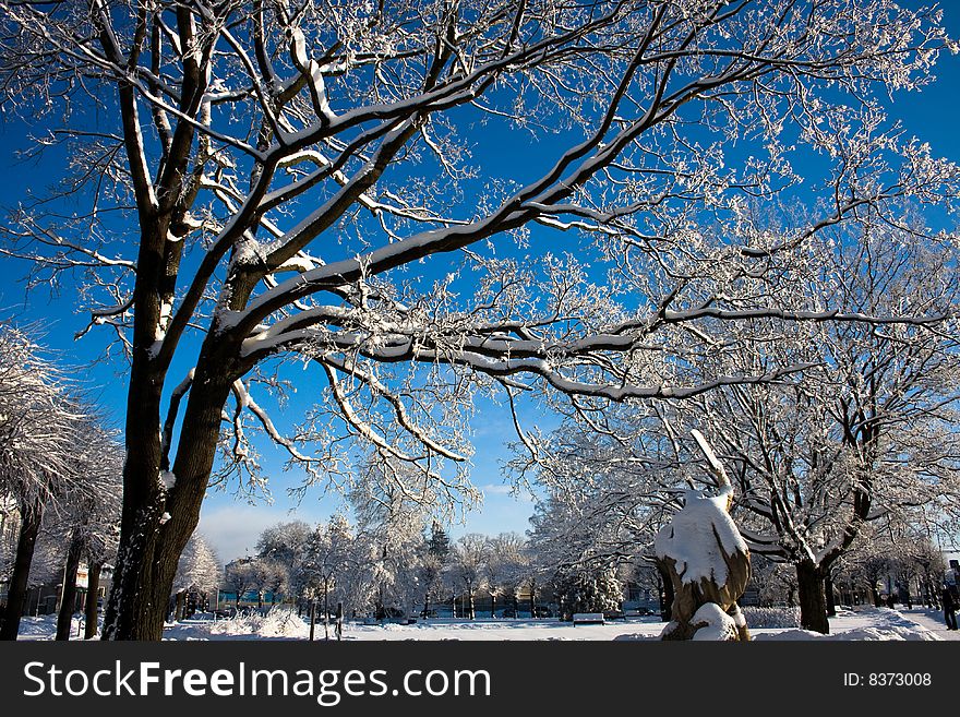 Winter tree and blue sky