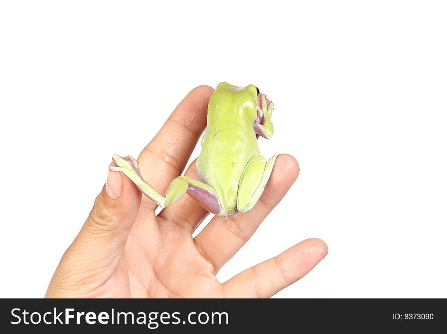 Green tree frog