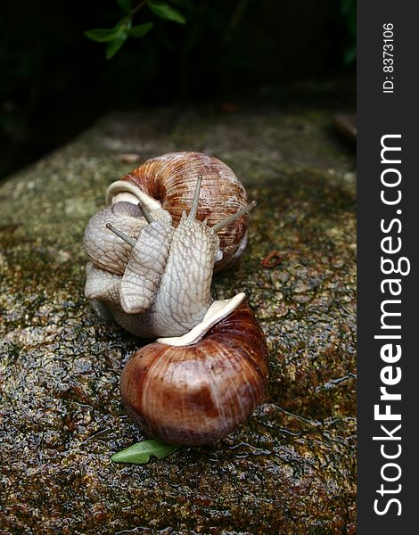 Snail couple on a Rock Kissing