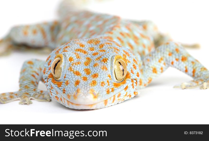 Gecko