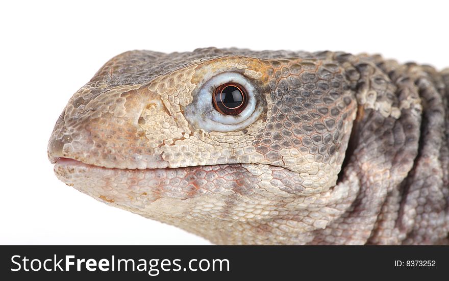 Lizard