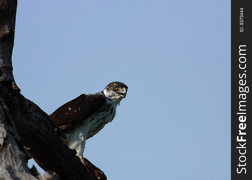Martial Eagle in a tree in the Kruger Park, South Afica.