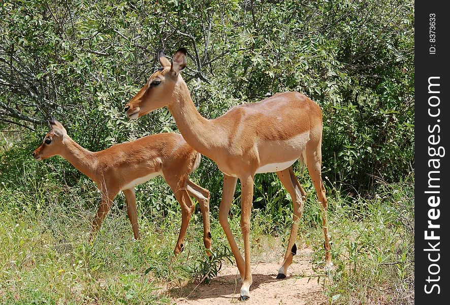 Young female Impala Antelope (Aepyceros Melampus) in the Kruger Park, South Africa. Young female Impala Antelope (Aepyceros Melampus) in the Kruger Park, South Africa.