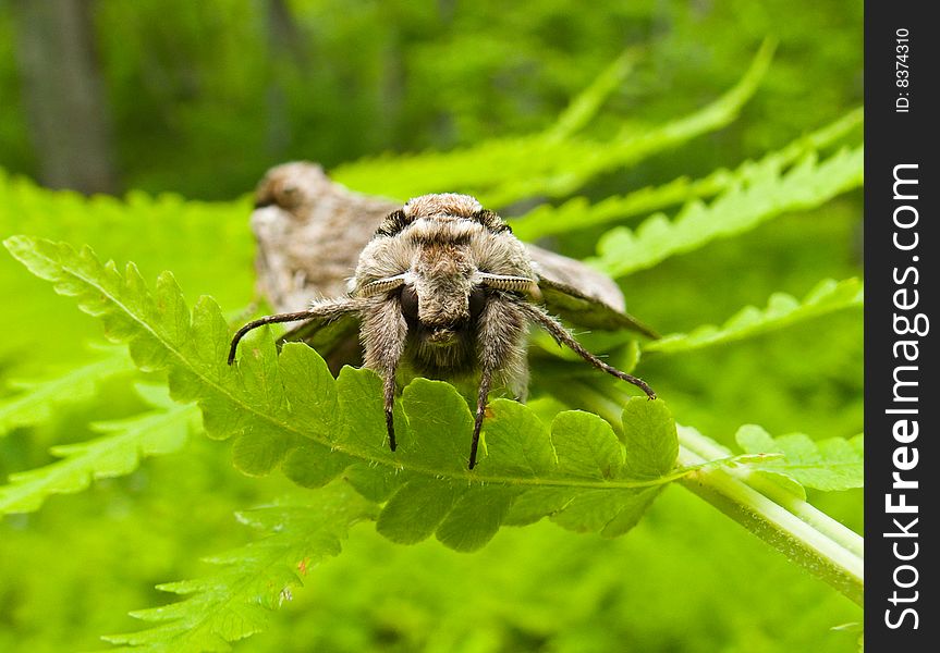 A close-up of the butterfly hawk moth on grass. A close-up of the butterfly hawk moth on grass.