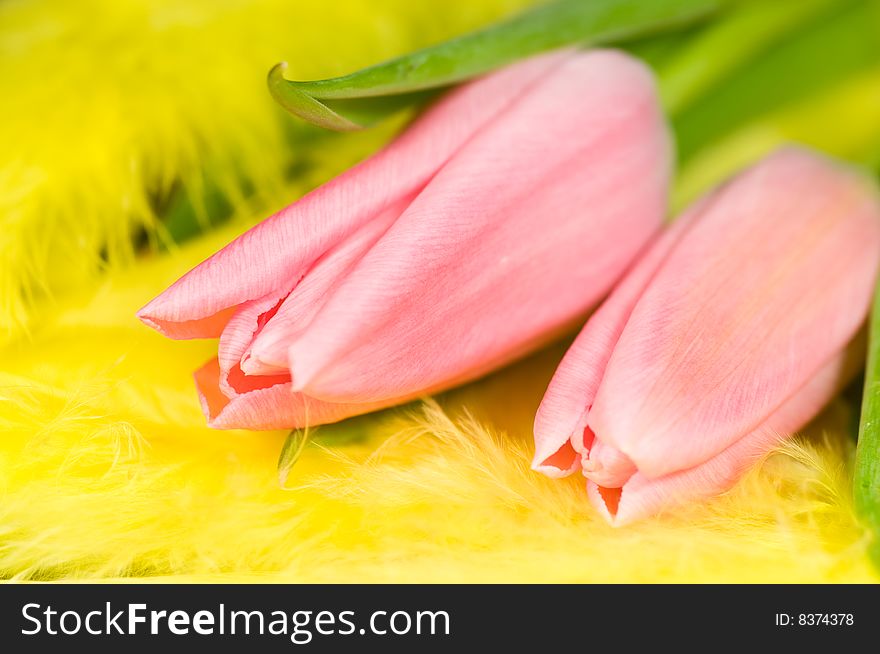 Close up on pink tulips on yellow feathers. Close up on pink tulips on yellow feathers