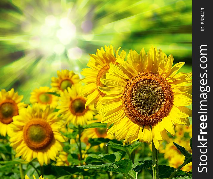 Field of flowers of sunflowers